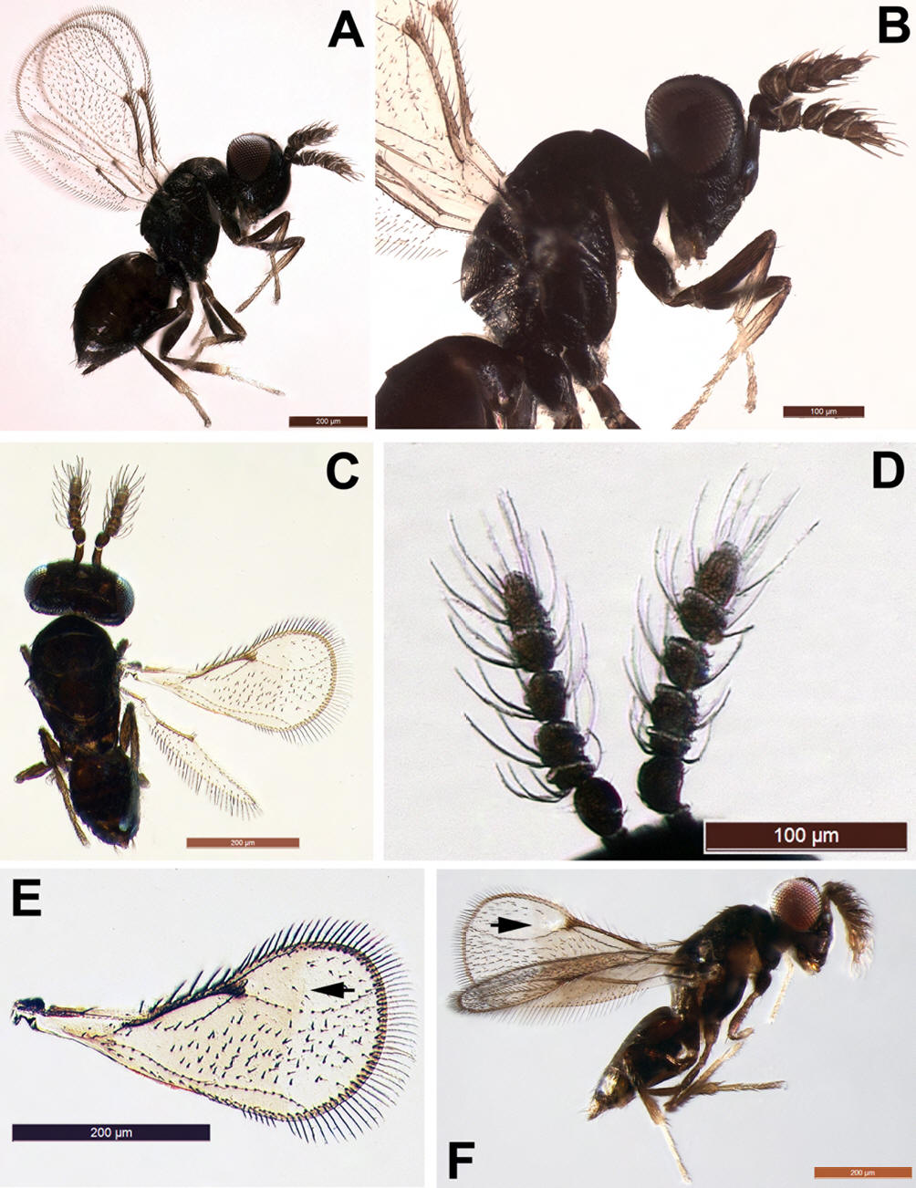 Trisecodes africanum - WaspWeb